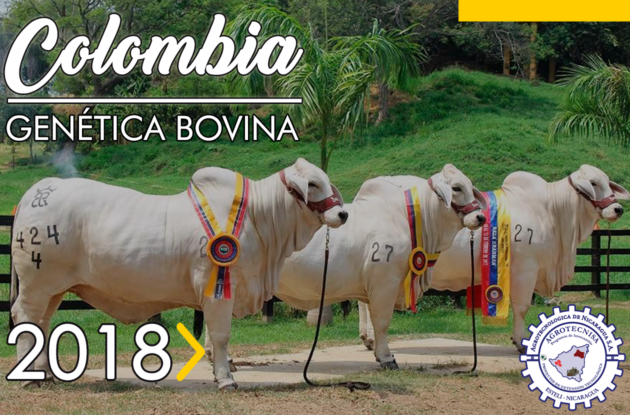 ColombiaBovino (1)