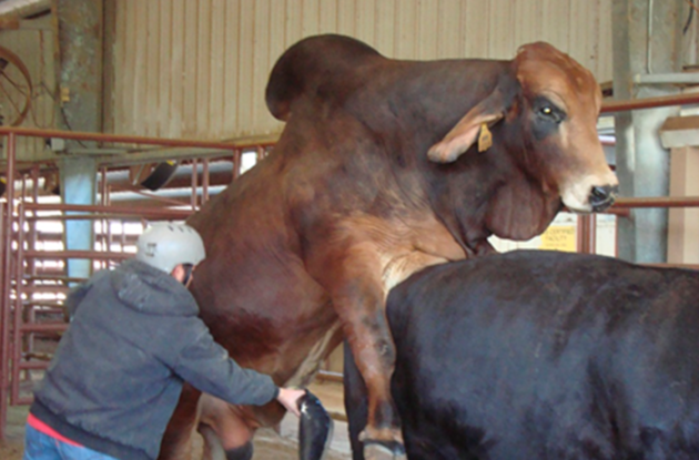 RodeoHouston (4)